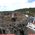 15_40-nest.jpg