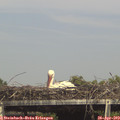 15_45-mast.jpg