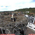 15_45-nest.jpg