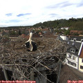 15_50-nest.jpg