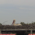 15_55-mast.jpg