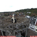 15_55-nest.jpg