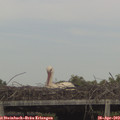 16_00-mast.jpg