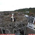 16_00-nest.jpg