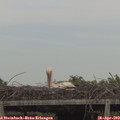 16_05-mast.jpg