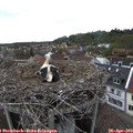 16_05-nest.jpg