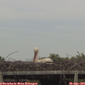 16_10-mast.jpg