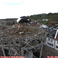 16_15-nest.jpg