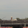 16_30-mast.jpg