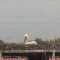 16_35-mast.jpg
