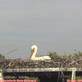 16_40-mast.jpg