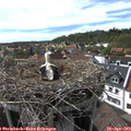 16_40-nest.jpg