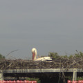 16_45-mast.jpg