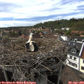16_45-nest.jpg