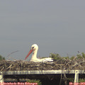 16_50-mast.jpg