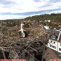 16_50-nest.jpg