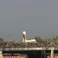 16_55-mast.jpg
