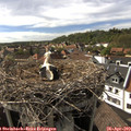 16_55-nest.jpg