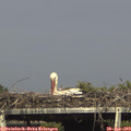 17_00-mast.jpg