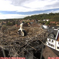 17_00-nest.jpg