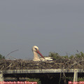 17_05-mast.jpg