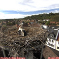 17_05-nest.jpg