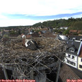 17_10-nest.jpg