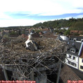 17_15-nest.jpg