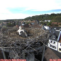 17_20-nest.jpg