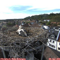 17_25-nest.jpg