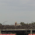 17_30-mast.jpg