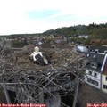 17_30-nest.jpg