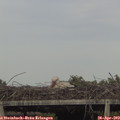 17_35-mast.jpg