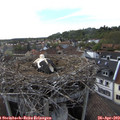 17_35-nest.jpg