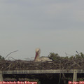 17_40-mast.jpg
