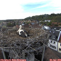 17_40-nest.jpg
