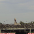 17_45-mast.jpg