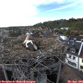 17_45-nest.jpg