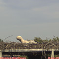 17_50-mast.jpg