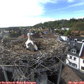 17_50-nest.jpg