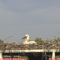 17_55-mast.jpg