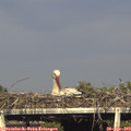 18_00-mast.jpg
