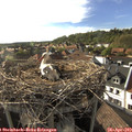 18_00-nest.jpg