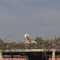 18_05-mast.jpg