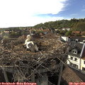 18_05-nest.jpg