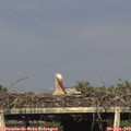 18_10-mast.jpg