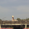 18_15-mast.jpg