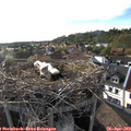 18_15-nest.jpg
