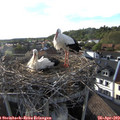 18_20-nest.jpg