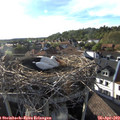 18_25-nest.jpg